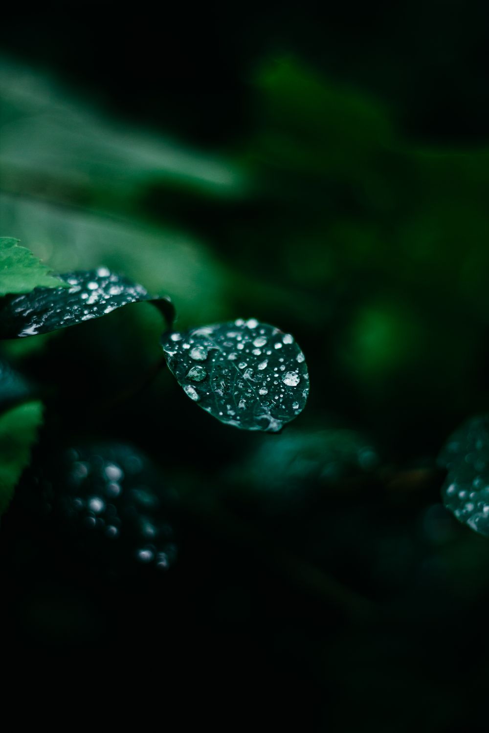 水滴のついた葉